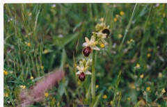 Ophrys sphegodes sphegodes