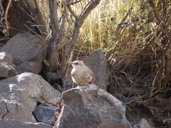 Ochetorhynchus ruficaudus