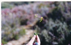 Biscutella valentina