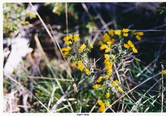 Genista anglica