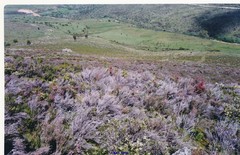 Erica australis aragonensis