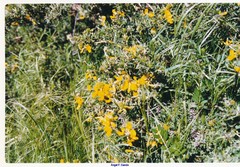 Adenocarpus hispanicus