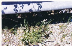 Lepidium heterophyllum