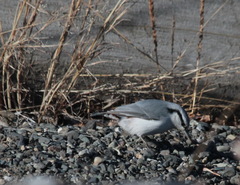 Sitta europaea albifrons