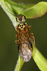 Pamphiliidae
