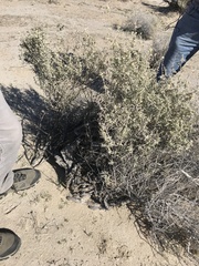 Atriplex canescens laciniata