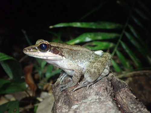 Australian Wood Frog