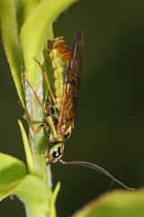 Pamphiliidae
