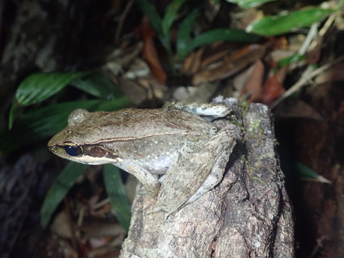 Australian Wood Frog