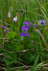 Viola nephrophylla nephrophylla
