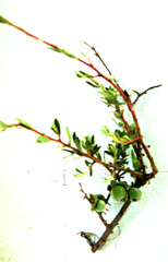 Diospyros austro-africana