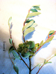 Diospyros austro-africana