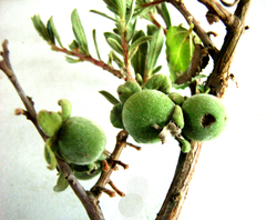 Diospyros austro-africana