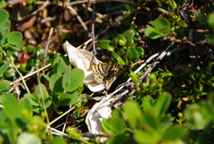 Epelis truncataria
