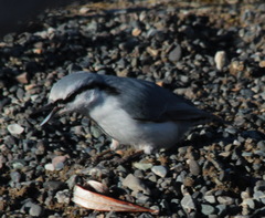 Sitta europaea albifrons