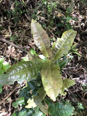 Aextoxicon punctatum