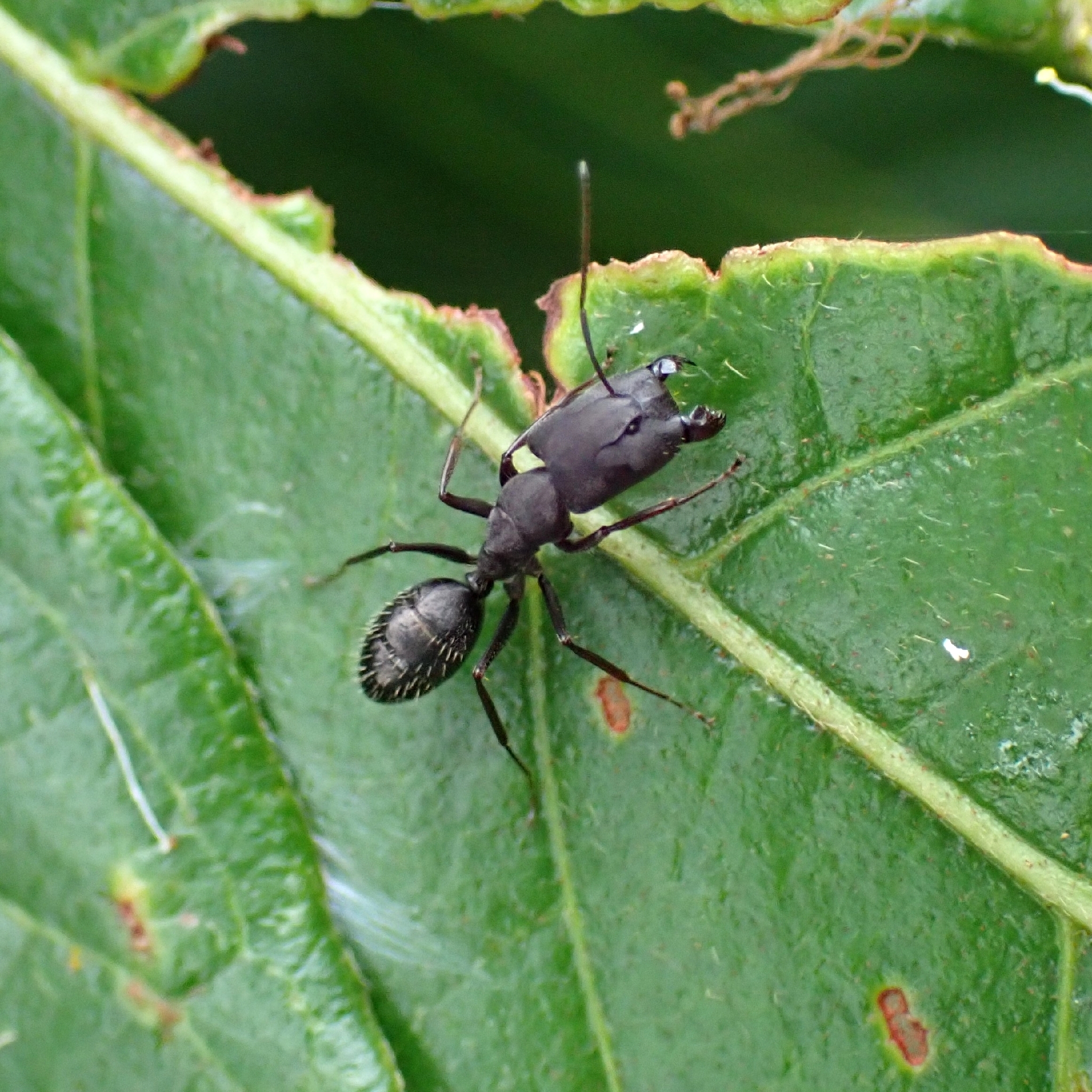 Camponotus inca