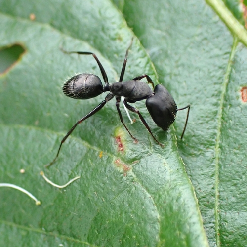 Camponotus incaCamponotus inca