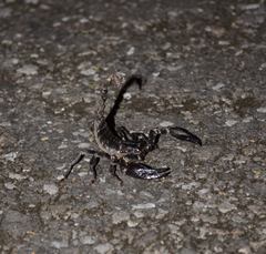 Heterometrus laevigatus