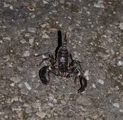 Heterometrus laevigatus