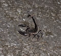 Heterometrus laevigatus