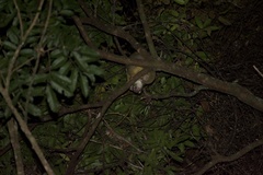 Pseudochirops archeri