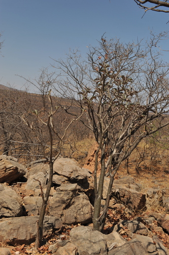 bushman's poison