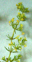 Galium capense capense