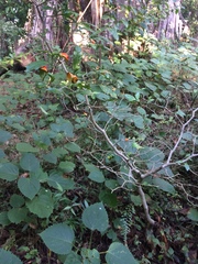 Angiospermae