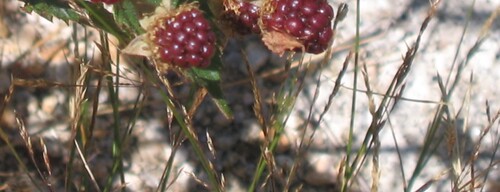 Agrostis × fouilladei iNat (3)