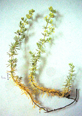 Galium capense capense