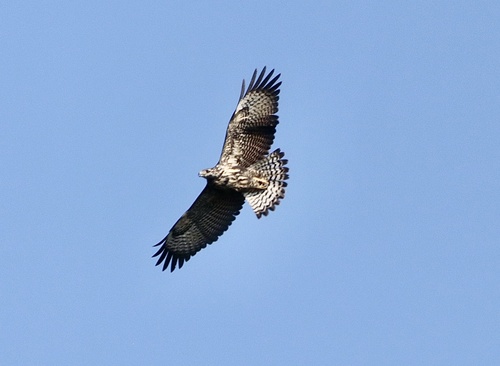 Common Black Hawk (Buteogallus anthracinus)