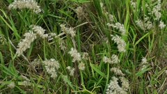 Melica racemosa