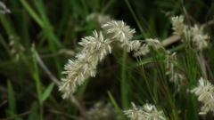 Melica racemosa