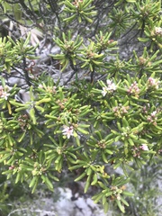 Strumpfia maritima