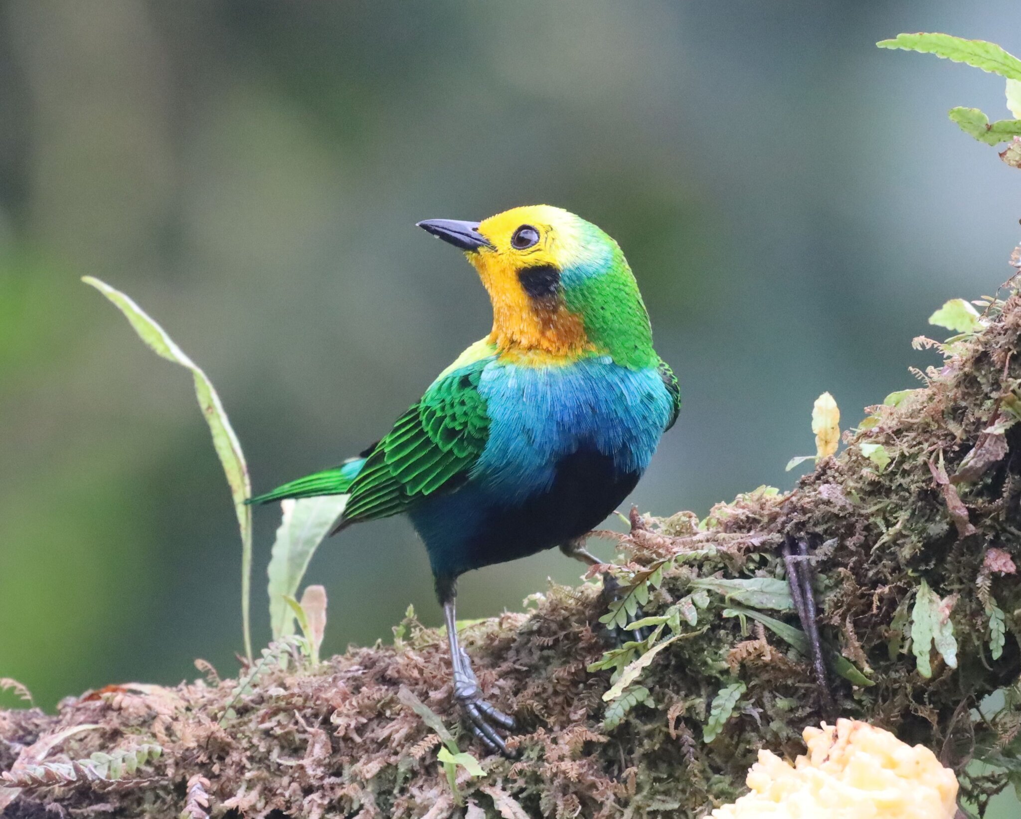 Multicolored Tanager (Chlorochrysa nitidissima), photo 7