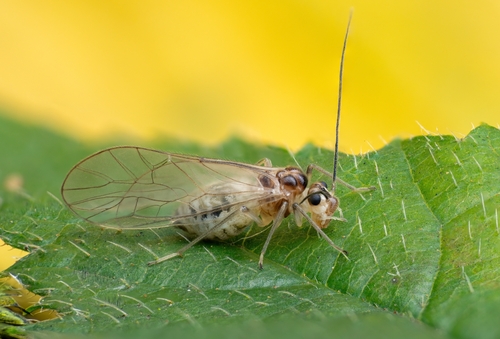 Stenopsocus immaculatus, photo 4 of 10
