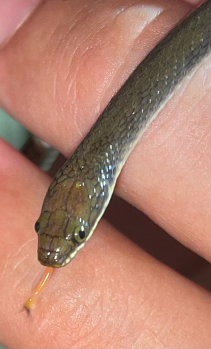 Floodplain Water Snake