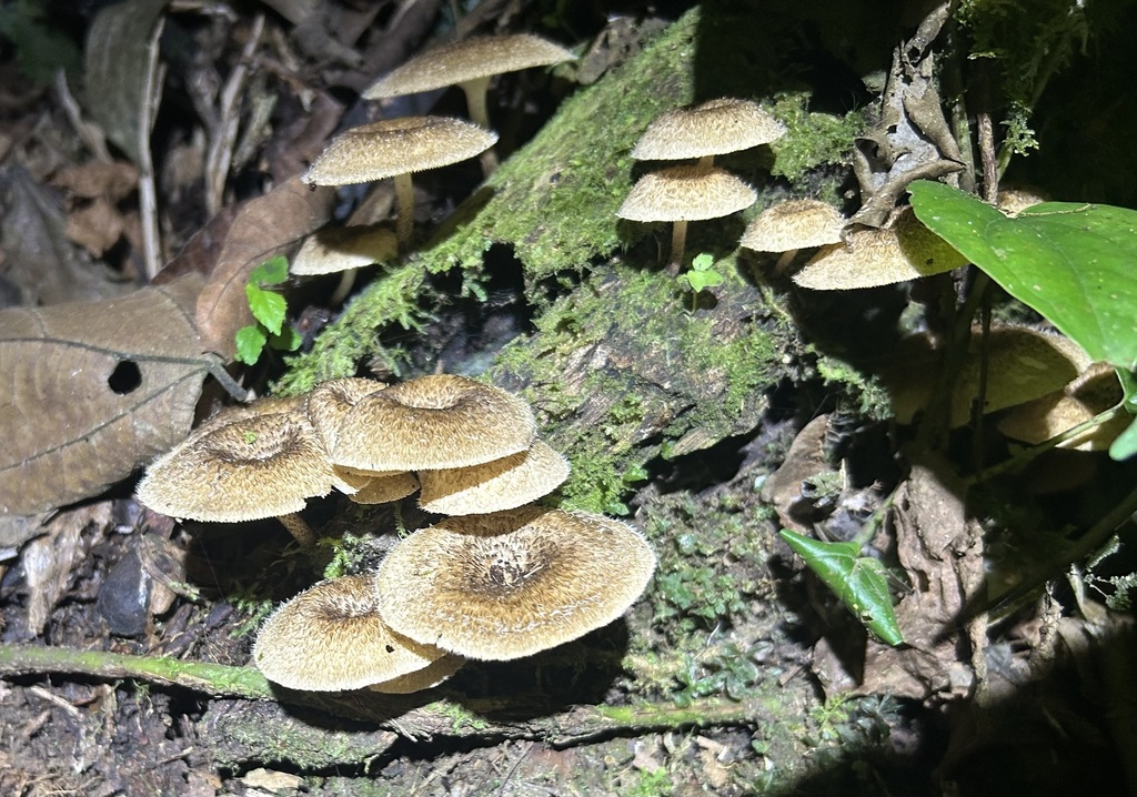 Lentinus crinitus · November 2025 · photo: © johngsalamander (iNaturalist, cc-by)