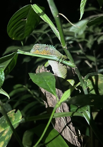 red-throated woodlizards, Enyalioides rubrigularis