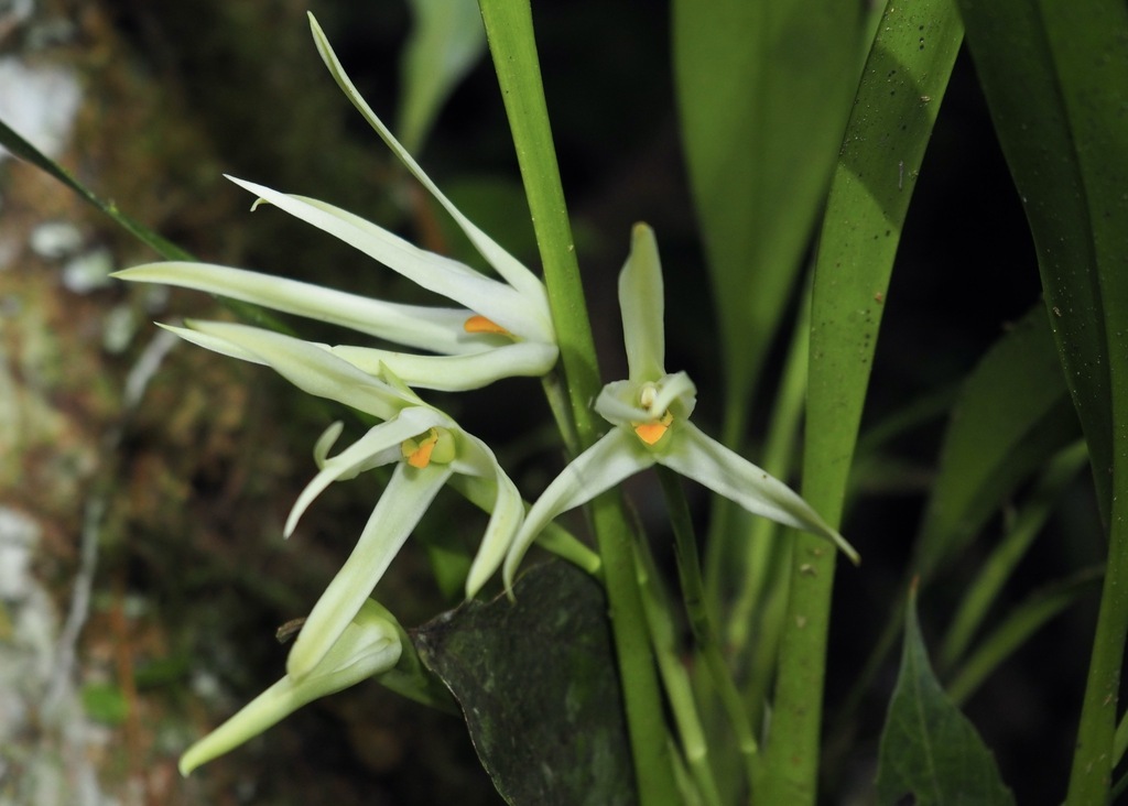 Maxillaria splendens