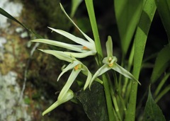 Maxillaria splendens, photograph (c) John G. Phillips, some rights reserved (CC BY)