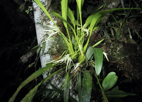 Maxillaria splendens, photograph 6