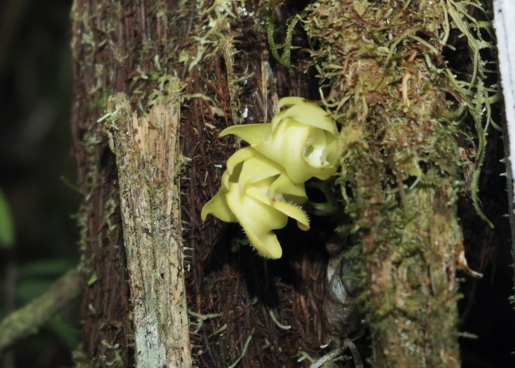 Mormodes variabilis