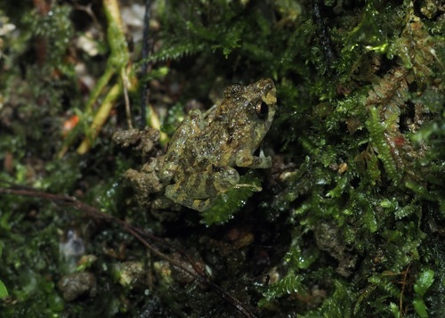 Andean Dwarf Robber Frog, Pristimantis andinognomus
