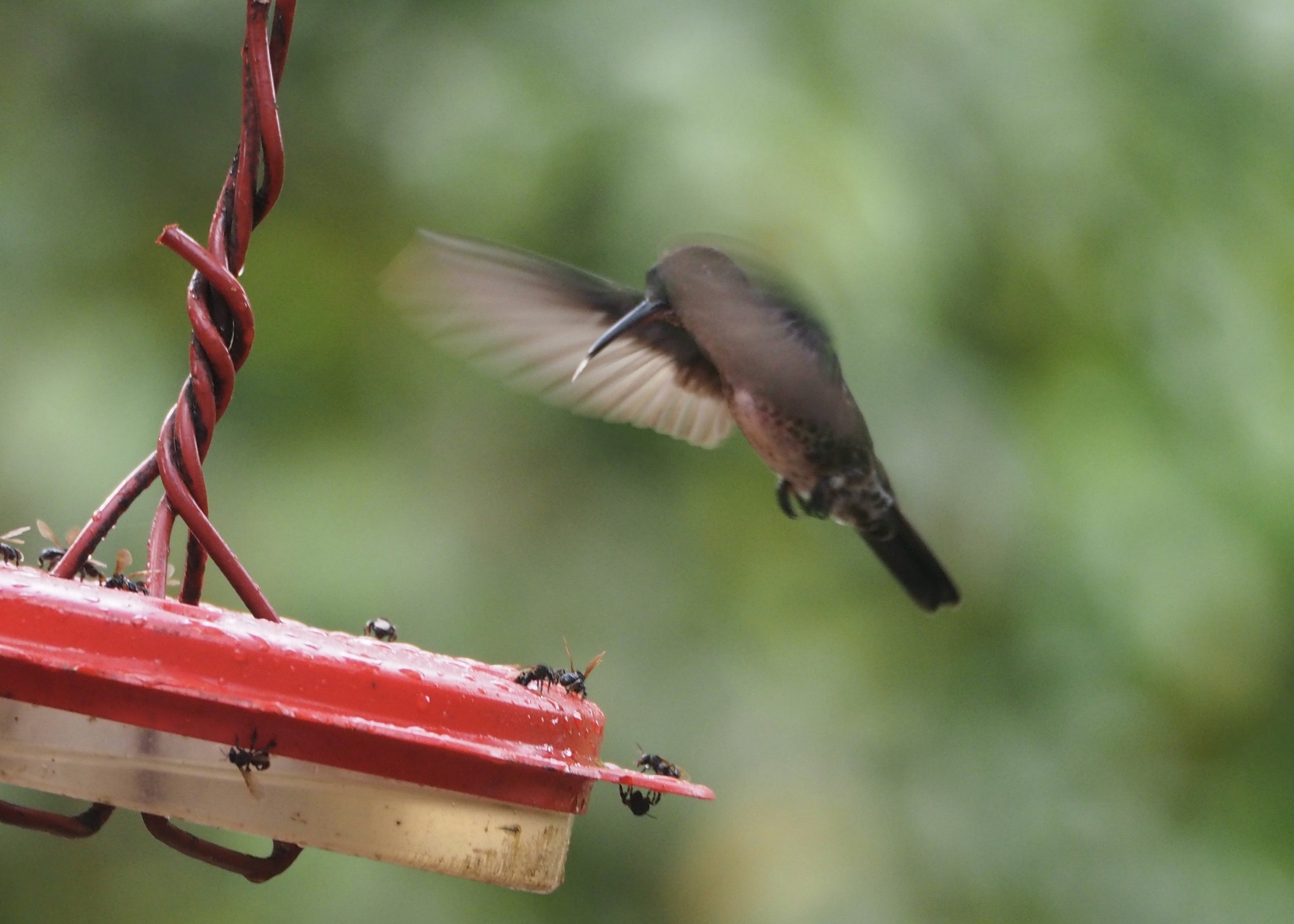 Many-spotted Hummingbird (Taphrospilus hypostictus), photo 10