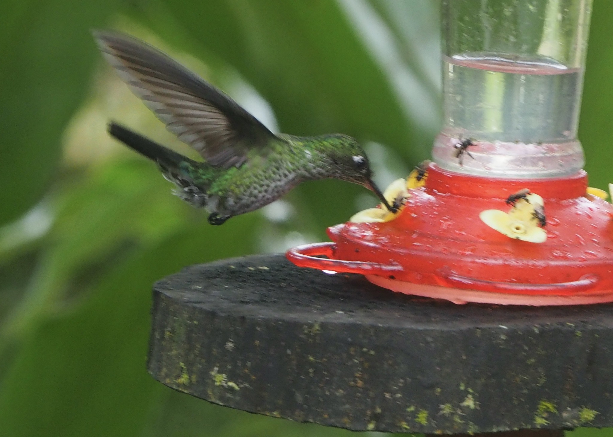 Many-spotted Hummingbird (Taphrospilus hypostictus), photo 6