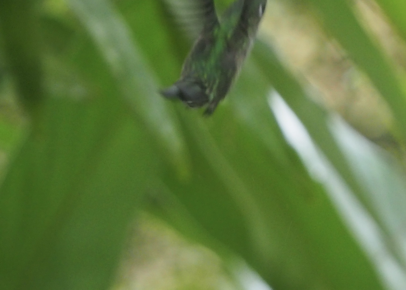 Many-spotted Hummingbird (Taphrospilus hypostictus), photo 7