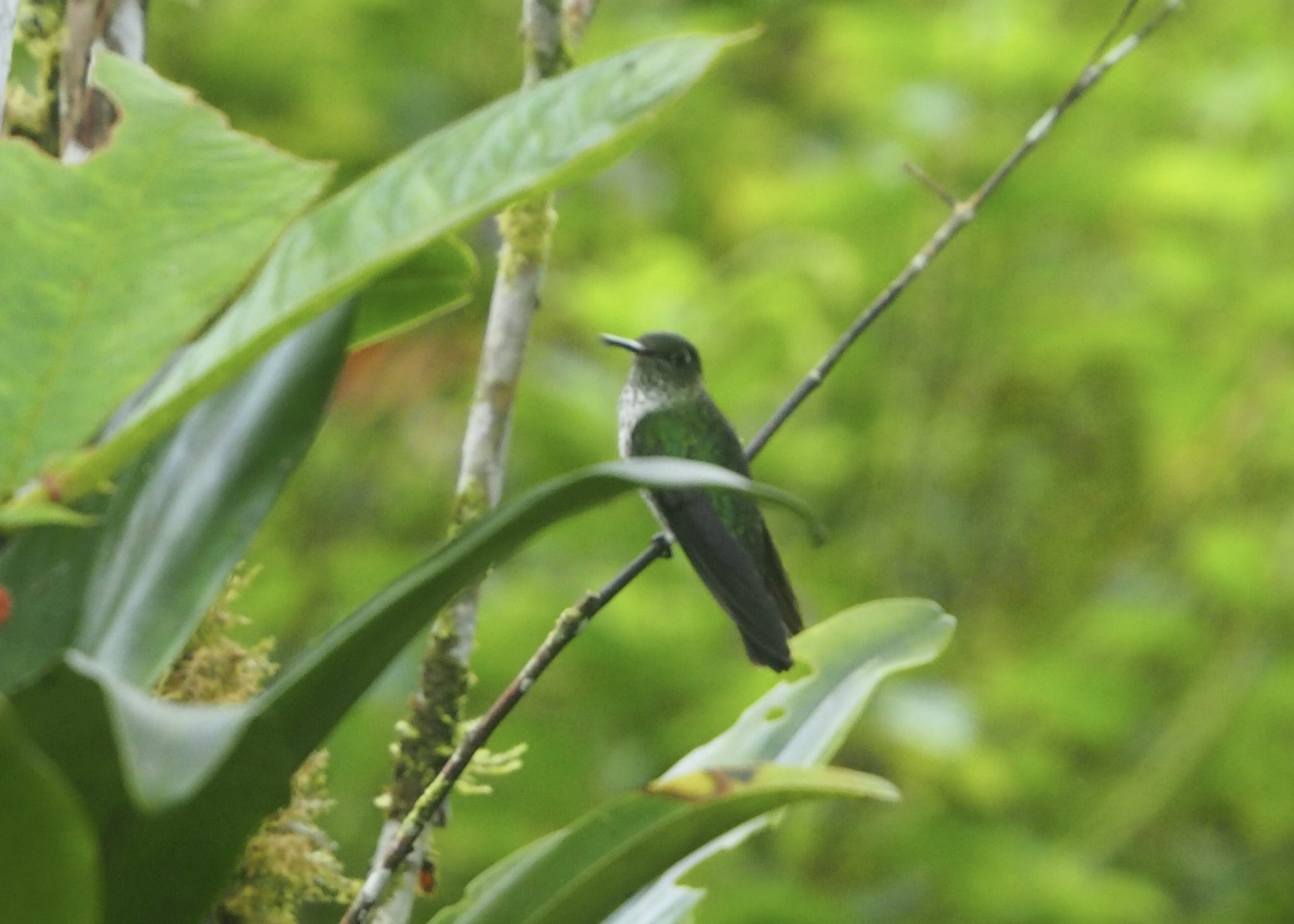 Many-spotted Hummingbird (Taphrospilus hypostictus), photo 9