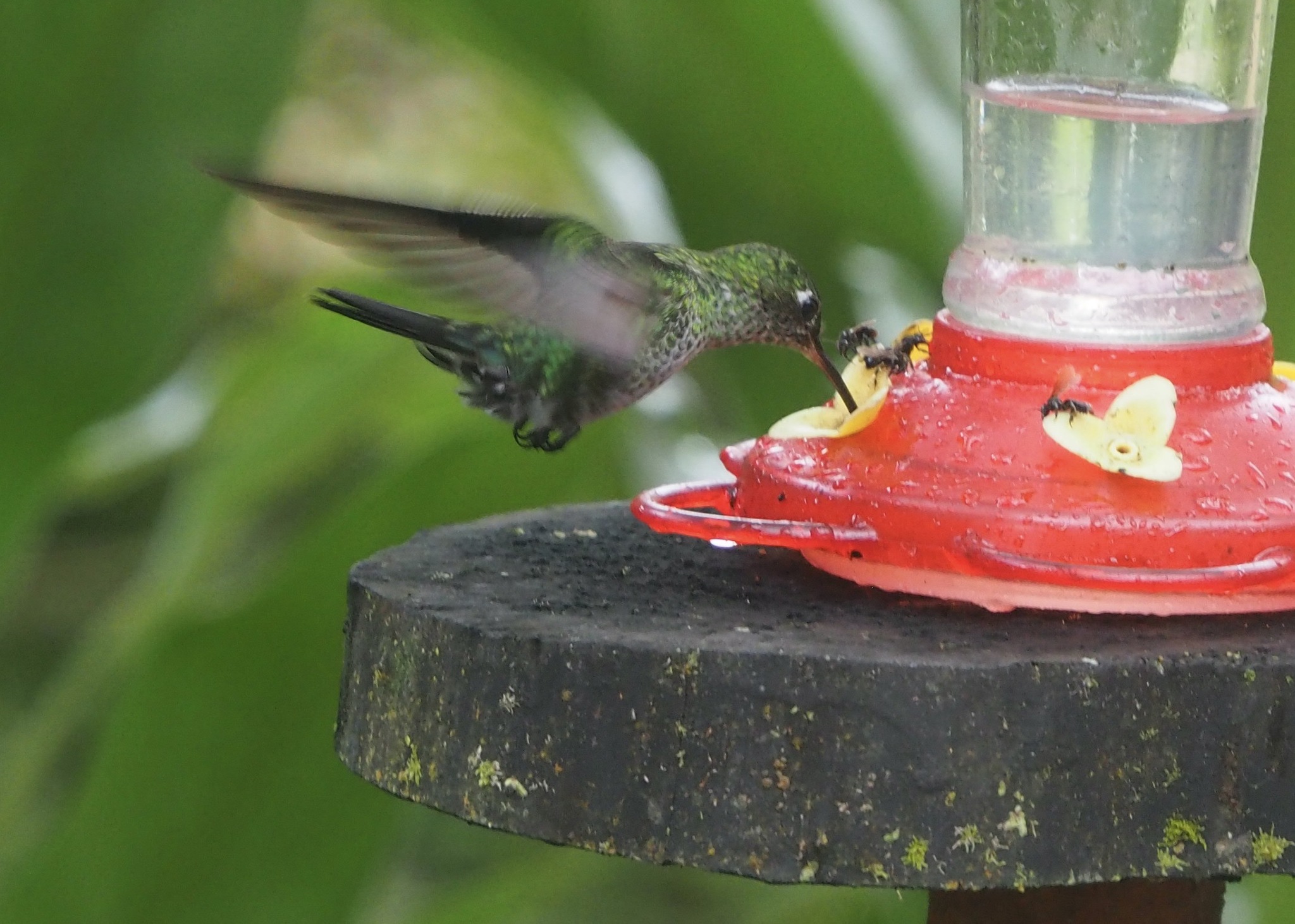 Many-spotted Hummingbird (Taphrospilus hypostictus), photo 8